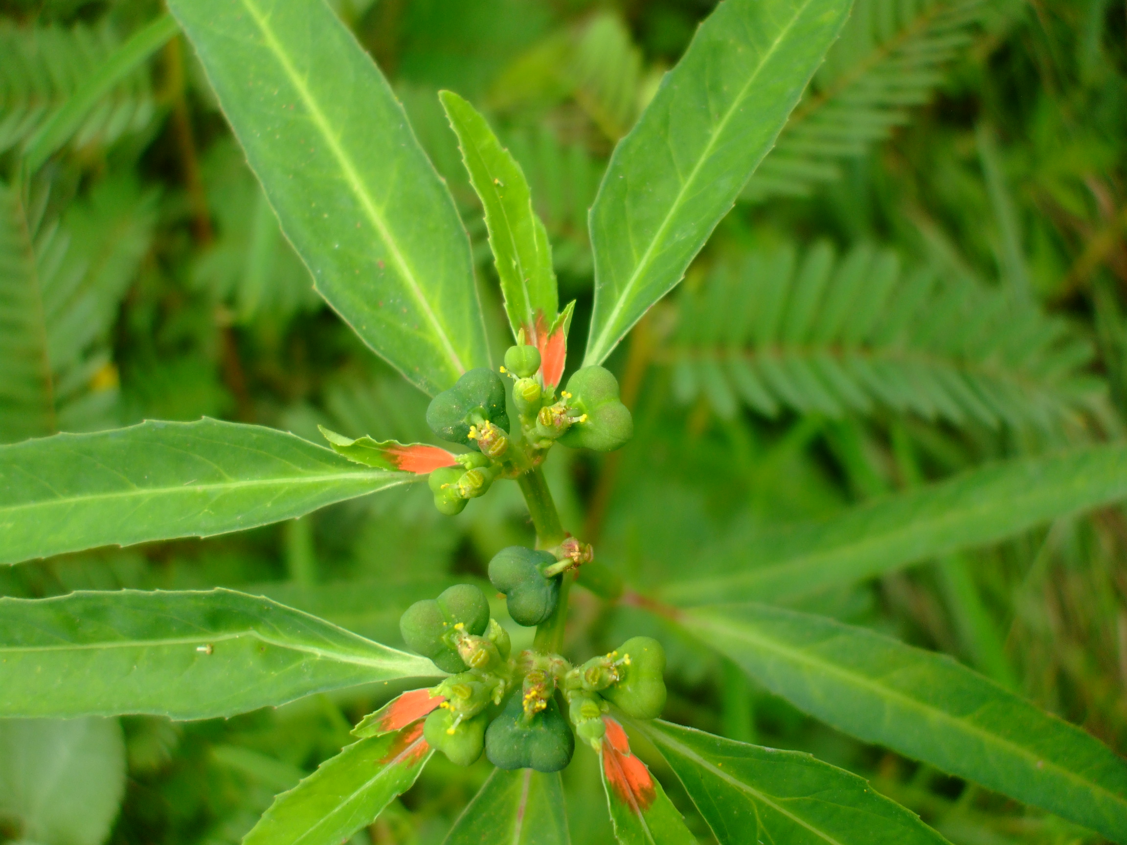 Euphorbia cyathophora